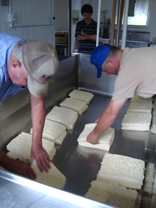 Ray Sr. and Ray Jr. flip the curds to drain excess whey.