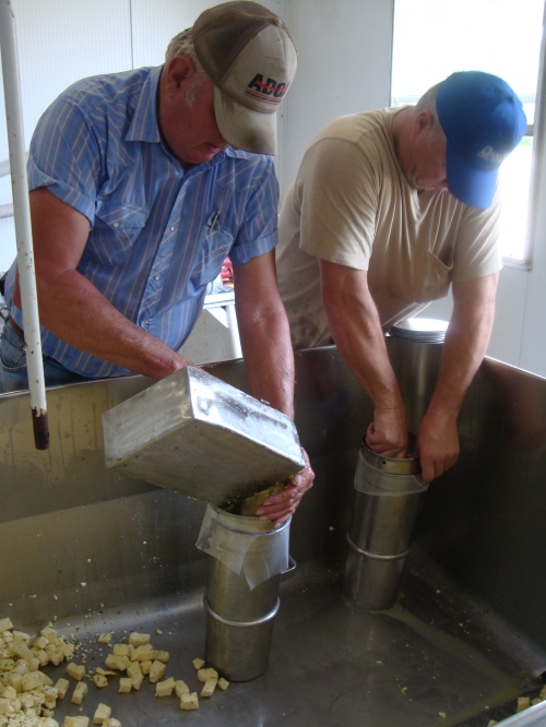 Ray Sr. scoops curds into a cheese press as Ray Jr. places a lid on the press.