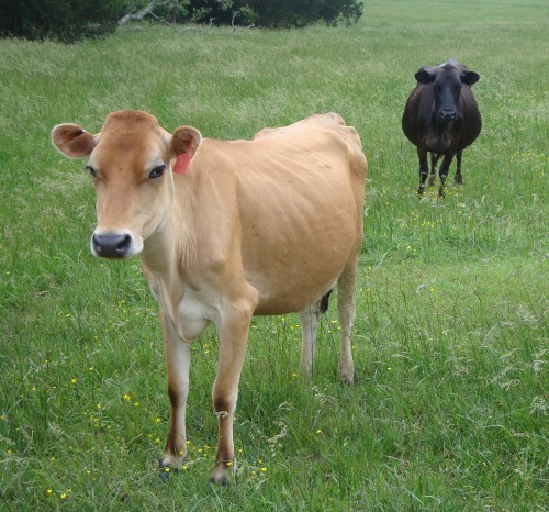 The cows behind Honeysuckle Lane Cheese. The Daleys mostly raise Jersey cows whose milk contain higher butterfat, thus resulting in better cheese.